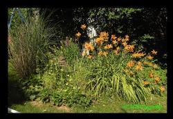 5 Orangene Taglilie Wildform 5 Orangene Taglilie Wildform