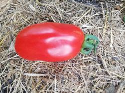San marzano San marzano