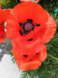Orientalischer Riesenmohn Orientalischer Riesenmohn