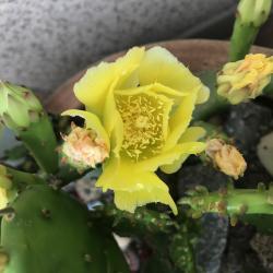Opuntia humifosa - winterhart Opuntia humifosa - winterhart