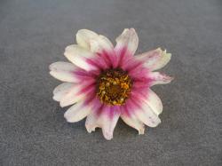 Zwerg-Zinnie "Zahara Starlight Rose", Samen Zwerg-Zinnie "Zahara Starlight Rose", Samen