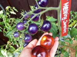 Tomate "Helsing Junction" Tomate "Helsing Junction"