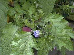 Blauen Lampionblume Blauen Lampionblume