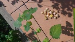 Ananaskirsche - Ananaskirsche -