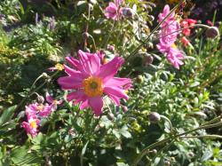 Herbstanemone rosa halbgefüllt Herbstanemone rosa halbgefüllt