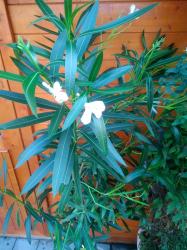 Weißer Oleander Samen Weißer Oleander Samen