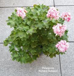 Pelargonie Richard Hodgson Pelargonie Richard Hodgson
