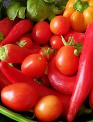 Naama tomate Naama tomate