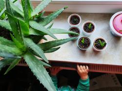 Aloe Vera Ableger Aloe Vera Ableger