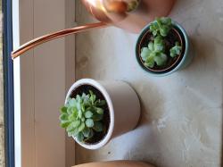 Ableger meiner echeveria Ableger meiner echeveria