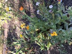 Ringelblume Ringelblume