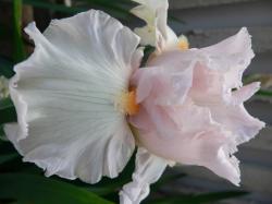 Iris Frosting, rose/creme-weis, duftend Iris Frosting, rose/creme-weis, duftend