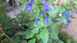 l Enziansalbei und Minze Rundifolia l Enziansalbei und Minze Rundifolia