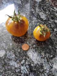 Tomate Golden Tiger Tomate Golden Tiger