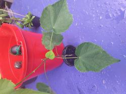 Abutilon Schönmalven. Abutilon Schönmalven.