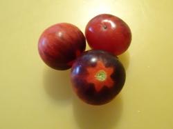 Tomate Königin der Nacht Tomate Königin der Nacht