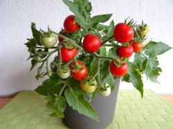 Bonsai Tomate Micro Tom, rot Bonsai Tomate Micro Tom, rot
