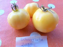 Tomate "Schneeflocke" Tomate "Schneeflocke"