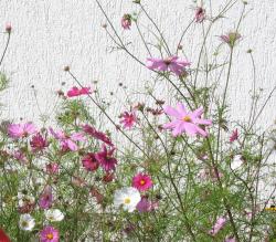 Cosmea, Samen, bunte Mischung Cosmea, Samen, bunte Mischung