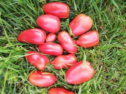 Rote Zora Rote Zora