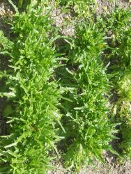 Eichblattsalat - Samen Eichblattsalat - Samen