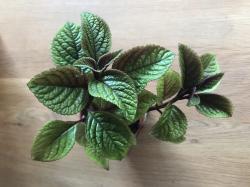 Plectranthus purpuratus Plectranthus purpuratus