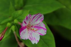 Mirabilis Saat Mirabilis Saat