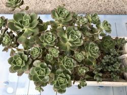 Aeonium mascaense Aeonium mascaense