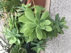 Sedum palmeri Sedum palmeri