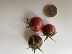 Tomate Black Cherry Tomate Black Cherry