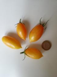 Tomate Artisan Blush Tiger Tomate Artisan Blush Tiger