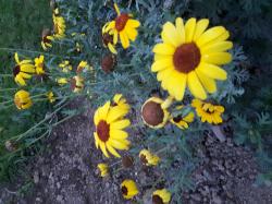 Samen der Wucherblume Samen der Wucherblume