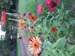 Zinnien - Mischung Zinnien - Mischung