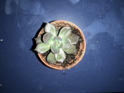 Echeveria Echeveria