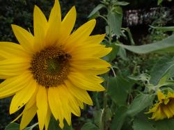 Sonnenblume Sonnenblume