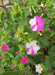 Mirabilis pink-weiß und pink-orange Mirabilis pink-weiß und pink-orange