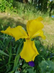 Iris spuria "Archie Owen" (Samen) Iris spuria "Archie Owen" (Samen)