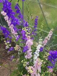 Sommer-Rittersporn Sommer-Rittersporn