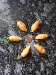 Chili Fidalgo Roxa Chili Fidalgo Roxa