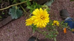 Ringelblume Ringelblume