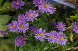 Herbstaster, niedrige, Aster, lila Herbstaster, niedrige, Aster, lila