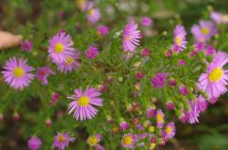 Hohe Herbstaster, Aster, rosa Hohe Herbstaster, Aster, rosa