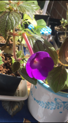 Achimenes mit violetten Blüten Achimenes mit violetten Blüten