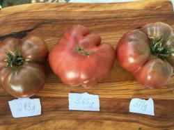 Russische Fleischtomate Russische Fleischtomate