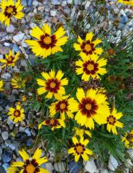 Coreopsis Coreopsis