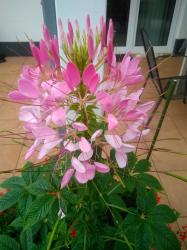 Spinnenpflanze Cleome Spinnenpflanze Cleome