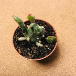 Opuntia monacantha variegata Opuntia monacantha variegata