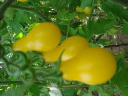 10 Samen - Tomate Gelbes Birnchen 10 Samen - Tomate Gelbes Birnchen