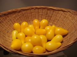 10 Samen - Tomate Gelbes Birnchen 10 Samen - Tomate Gelbes Birnchen