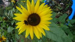 Riesen Sonnenblume Riesen Sonnenblume
